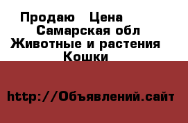 Продаю › Цена ­ 500 - Самарская обл. Животные и растения » Кошки   